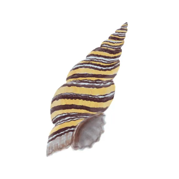 Seashell ilustración colorida dibujada a mano —  Fotos de Stock