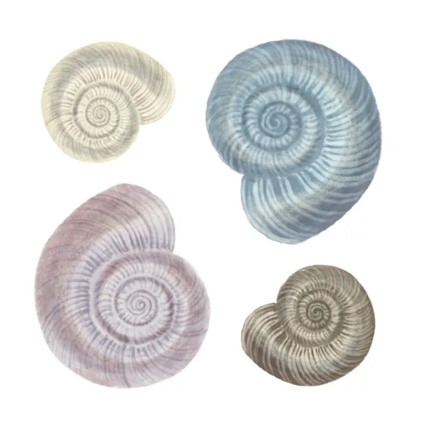 Conjunto de conchas marinas ilustración colorida dibujada a mano —  Fotos de Stock
