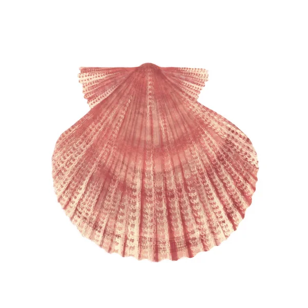 Deniz kabuğu çizilmiş renkli çizim