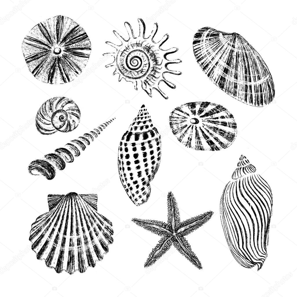 Set of seashells. Black ink brush texture.