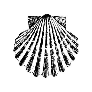 Siyah mürekkeple deniz kabuğu çizimi.