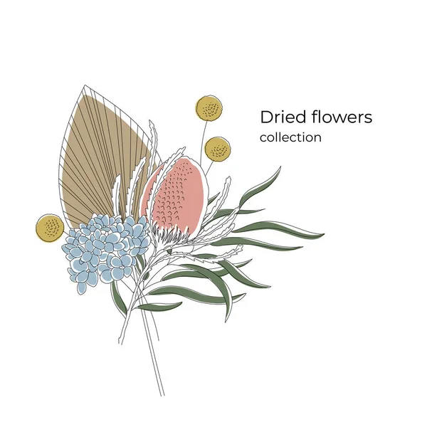 Bukiet suszonych kwiatów w minimalistycznym stylu: liść palmowy, protea, craspedia, hortensja, eukaliptus. Edytowalny sznurek. Kolekcja suszonych kwiatów. — Wektor stockowy