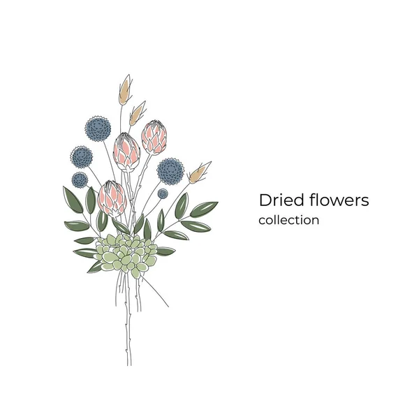 Bukiet minimalistycznych suszonych kwiatów: Lagurus, Ruscus, Protea, Echinops, Editable string. Pojęcie pocztówki. — Wektor stockowy