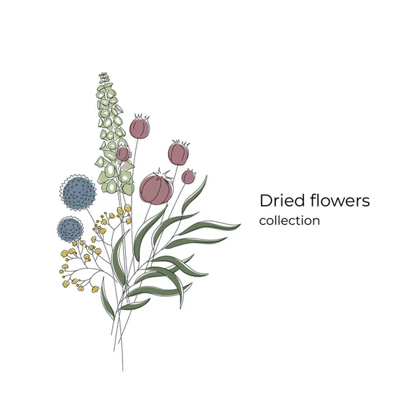 Bukiet minimalistycznych suszonych kwiatów: Echinops, Nigella, Gypsophila, Moluccella, Eucalyptus. Edytowalny sznurek. Pojęcie pocztówki. — Wektor stockowy
