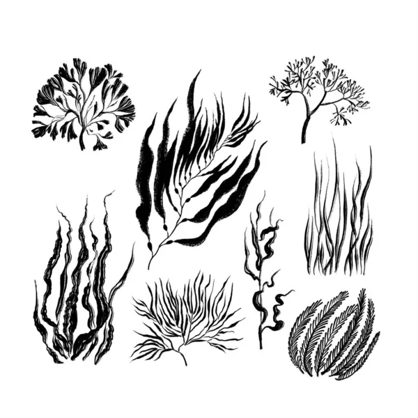 Colección de algas marinas. Dibujado en tinta negra, textura de pincel. —  Fotos de Stock
