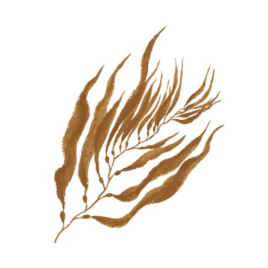 Kahverengi algler. Beyaz arkaplanda izole edilmiş boya ve fırça dokusu.