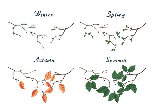 Mevsimlerin ağaç dalları Kış, bahar, yaz, sonbahar. — Stok Vektör