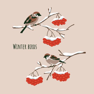 Kar kaplı dağ küllerinden oluşan dallarda oturan kış kuşları. Düz basit leke biçimi