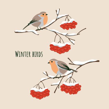 Kış kuşları dağ küllerinin karla kaplı dallarında oturuyorlar. Düz basit leke biçimi