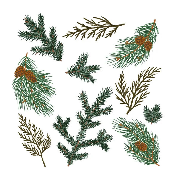 Ensemble de branches de conifères pin, sapin, thuja. — Image vectorielle