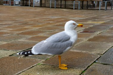 Martı Venedik 'te San Marco Meydanı' nda duruyor..