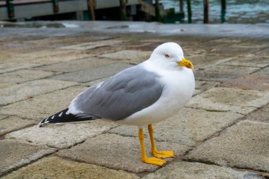 Martı Venedik 'te San Marco Meydanı' nda duruyor..