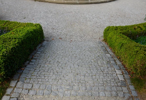 summer chateau parterre with boxwood hedges honestly trimmed, around which the path leads along the path of beige compacted gravel. Boxwood also shapes well, inside is a blue covering perennial