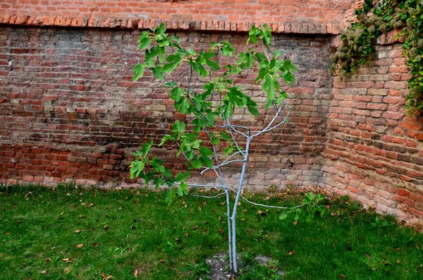 Ficus Carica Figo Comum Espécie Conhecida Todo Mundo Por Seu — Fotografia de Stock