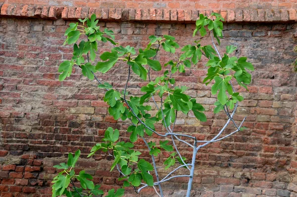 Ficus Carica Figo Comum Espécie Conhecida Todo Mundo Por Seu — Fotografia de Stock