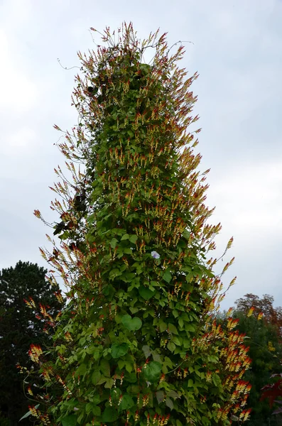 Vid Ardiente Vid Fireclay Bandera España Una Especie Planta Con —  Fotos de Stock