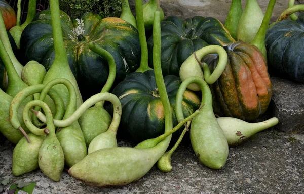 show of pumpkins of different colors and shapes. serves as autumn and halloween decorations. The shapes evoke swan necks, sperm approaching to fertilize an egg.