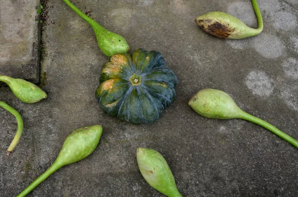 Zeigen Kürbisse Verschiedenen Farben Und Formen Dient Als Herbst Und — Stockfoto