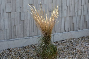 Bir demet içinde birbirine bağlanmış süs otları. Kardan ve yağmurdan korunmak için bahçedeki otlara zarar verir. İple birbirine bağlanmış, güneşte kurumuş sarı çiçekler kaynıyor.