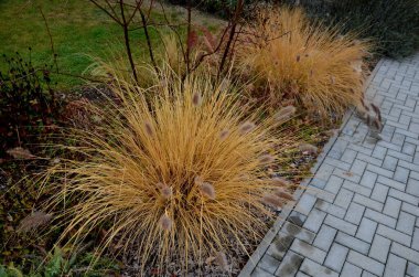 Süslü otlarla dolu çiçek tarhı sonbahar güneşinde kuru yapraklar sarı yaprak demetleri parlar. Arka plandaki çalılıklarda ve boynuz direğinin yaşam alanında. Kahverengi yapraklar çimenlik, kaldırım taşı, kumtaşı