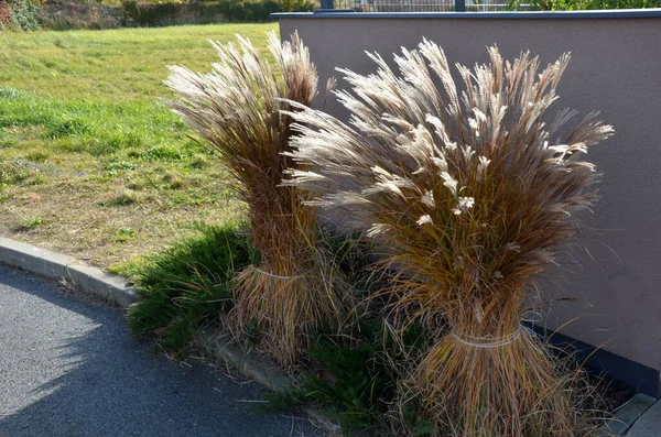 Bir demet içinde birbirine bağlanmış süs otları. Kardan ve yağmurdan korunmak için bahçedeki otlara zarar verir. İple birbirine bağlanmış, güneşte kurumuş sarı çiçekler kaynıyor.