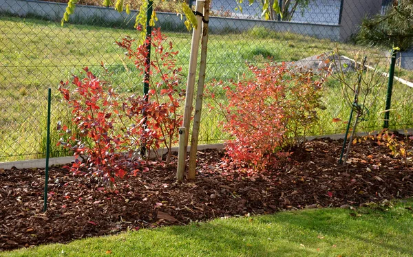 覆盆子和加拿大蓝莓在花园的花床覆盖着树皮片 这种保护性和弹性的结构有助于防止枝条弯曲 — 图库照片