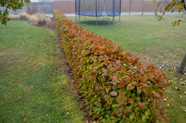 秋天的时候 当树叶是深褐色的 落叶的时候 角梁的树篱被切割成一个平面 直到春天 十一月的一天 在有草坪的花园里 多雾天气 — 图库照片
