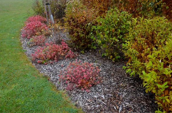 Macizo Flores Con Hierbas Ornamentales Hojas Secas Sol Otoño Brilla — Foto de Stock