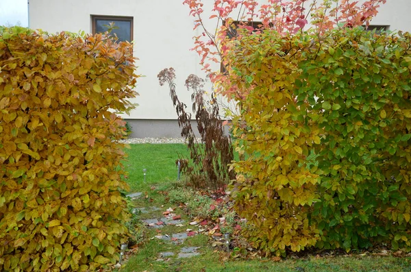 秋天的时候 当树叶是深褐色的 落叶的时候 角梁的树篱被切割成一个平面 直到春天 十一月的一天 在有草坪的花园里 多雾天气 — 图库照片