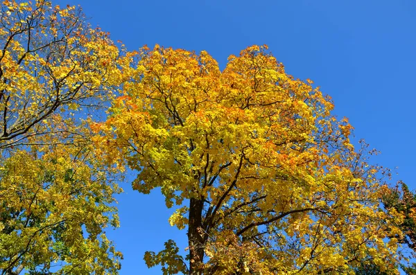 Beautiful Yellow Leaves Tree Crown Branched Old Maple Contrast Blue — Stock Photo, Image