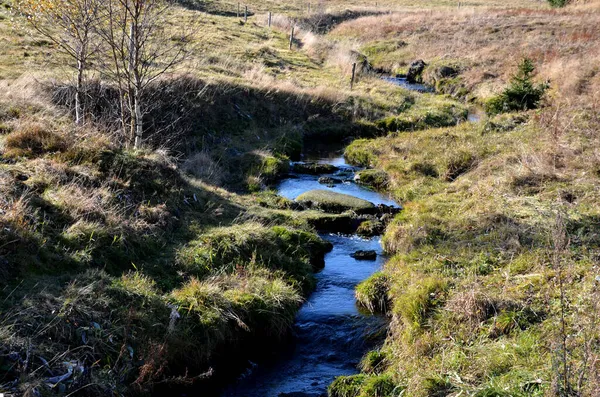 스코틀랜드 하일랜드 강인하고 종류의 가축이다 이름을 이름이 스코틀랜드 초원을 뜯어먹으며 — 스톡 사진