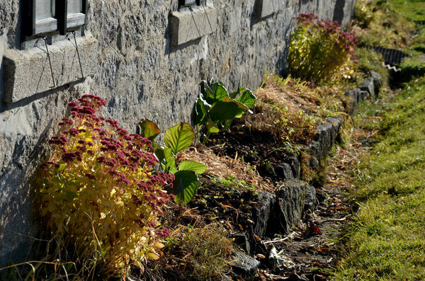 autumn flowerbed with perennials at the cottage. style grandmother's garden english type. lawn, stone wall, wood paneling, windows, under the windows