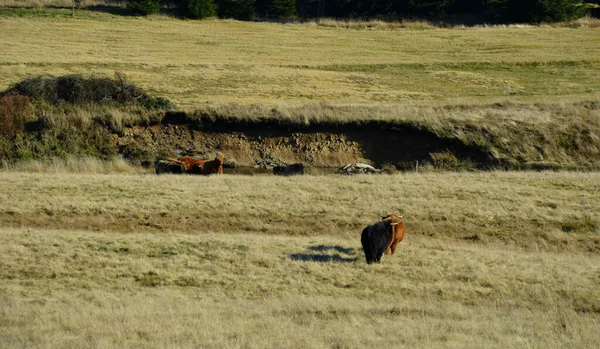 Scottish Highland Cattle Ist Eine Sehr Harte Und Widerstandsfähige Rinderrasse — Stockfoto