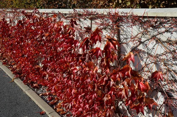 담장을 낙엽수가 올라가고 있었다 영양의 울타리를 수있다 나뭇잎은 노랗고 빨간색으로 — 스톡 사진