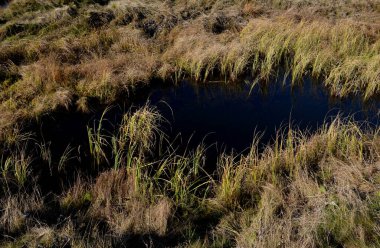 Geniş çaplı cüce çam ağaçları. Bu bir turba bataklığının kenarı. Dağlardaki göller büyük bir muhafaza kapasitesine sahiptir. Dağlık bölgelerdeki heathland düzlüklerinde amfibi yetiştirmek için bir sürü yer olacak.