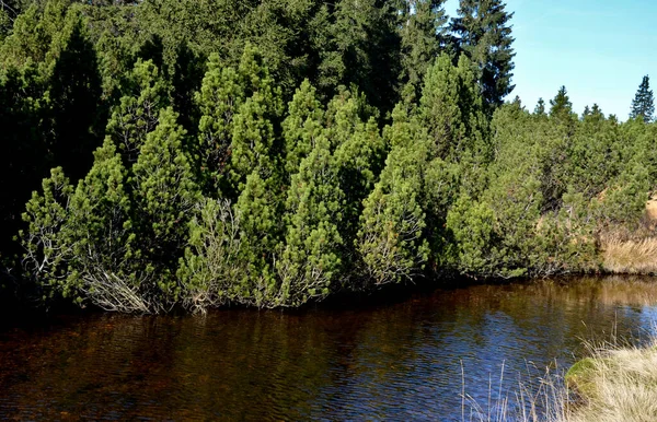 长满了矮松树 它是泥炭沼泽的边缘 山区积水的土壤和湖泊具有很大的保留能力 高原上的高地平原 — 图库照片