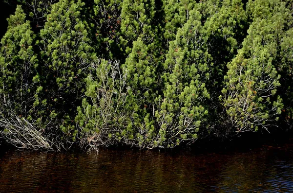 extensive stands of dwarf pines. it is the edge of a peat bog. waterlogged soils and lakes in the mountains have a large retention capacity. heathland plains in the highlands