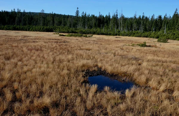 extensive stands of dwarf pines. it is the edge of a peat bog. waterlogged soils and lakes in the mountains have a large retention capacity. heathland plains in the highlands