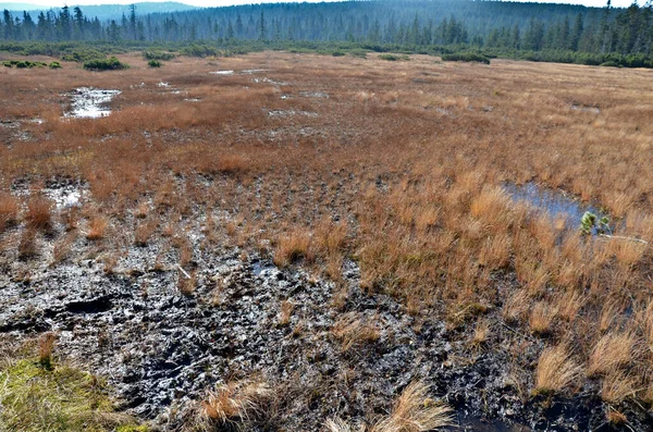 extensive stands of dwarf pines. it is the edge of a peat bog. waterlogged soils and lakes in the mountains have a large retention capacity. heathland plains in the highlands