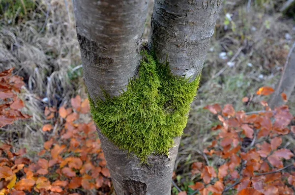 Casca Brilhante Uma Árvore Rowan Coberta Pães Musgo Verde Ocupa — Fotografia de Stock