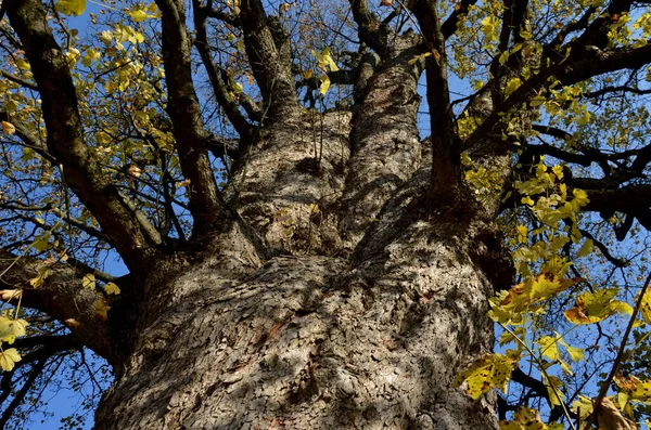 Alter Stamm Und Silhouette Eines Riesigen Ahornbaums Herbst Dickerer Stamm — Stockfoto