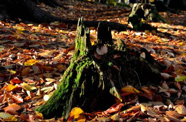 Uzun yıllardır ölü olan bir ağaç kütüğünün üzerinde duran bir adam. Bir ahtapota benziyor. Sonbaharda ladin monokültür ormanı. Mantarlara git ve yosun kaplı gövdeyi gözlemle.