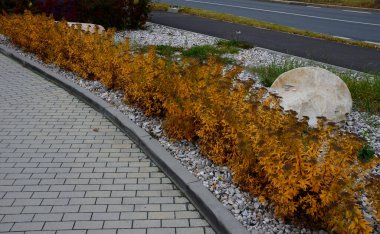 Çiçekler burayı ilginç ve renkli bir çalı yapar. Yapraklar her bahar yanmış bronz kırmızısı bir floş ile ortaya çıkar, ama yapraklar olgunlaştıkça parlak sarı olurlar, sonra da parlak yeşil..