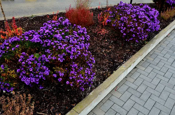 Sonbahar çiçek tarhı. Mor çiçekli. Sonsuza dek. Meydanda, otoparkta ve dağlarda. Mor beyaz asterlerin ebediyeti 