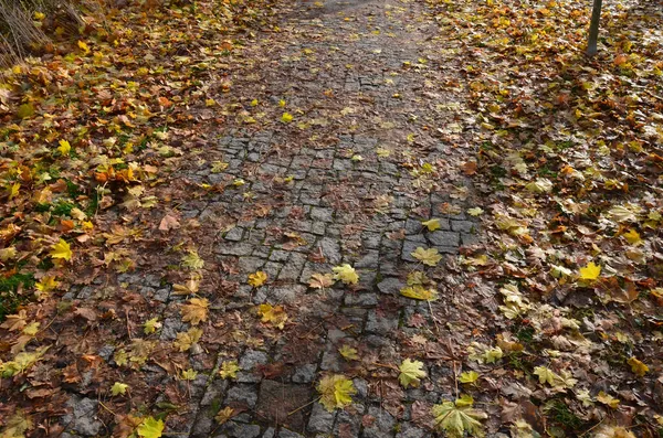 공원의 보행자 지역에는 불규칙 모양의 화강암 갈색의 잎사귀들 표면을 미끄럽습니다 — 스톡 사진