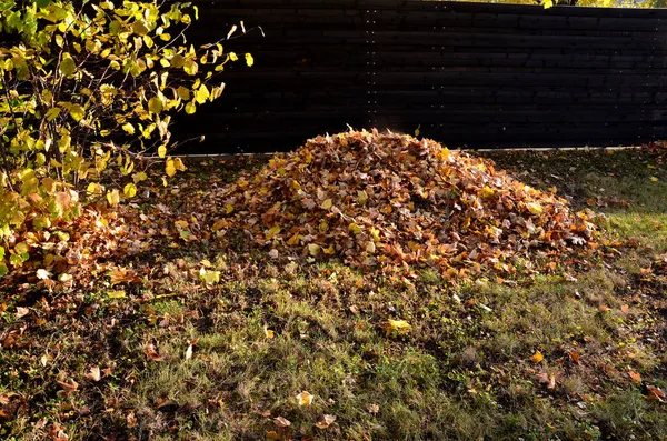 树桩上的叶子剥落 叶子被带到堆肥厂或社区堆肥厂 打扫房子后面的院子 帮助者是一个耙和一个吹风机 — 图库照片