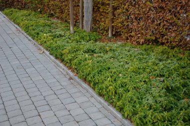 Köklerini kenarlara doğru uzatıyor böylece sürekli ve zarif bir halı yaratabiliyor. Ağaçların altındaki çimlerin yerini sık sık yemyeşil çalılıklar alır. Kaldırımlar, çitler...