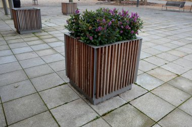 Sonbaharın birleşik bitkileri, balkon ve teraslardaki yeşil daimi bitkiler, sık sık mezarlara, kayalıklara, fundalıklara, bahçelere ve meydanlara ekilirler. Kaldırıma kurulmuş büyük saksılar.