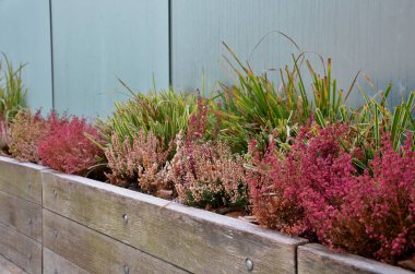 Sonbaharda ahşap kutular çok güzel çalılarla ekilir ve çimlerle birlikte kış boyunca süslemedir. dükkan vitrininde buzlu kutular