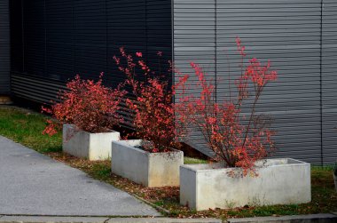 Gri beton yüzeyi olan üç tane beton saksı. Arka planda gri endüstriyel binalar duvarı var. Havadan dallanan kırmızı çalılar.